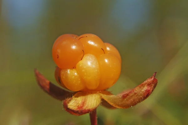 Portrait cloudberry — Stok fotoğraf