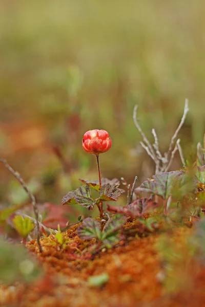 Cloudberry. — Fotografia de Stock