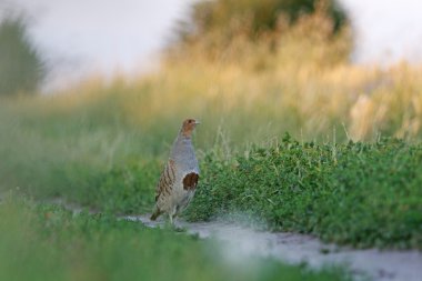 akşam Orman Tavuğu