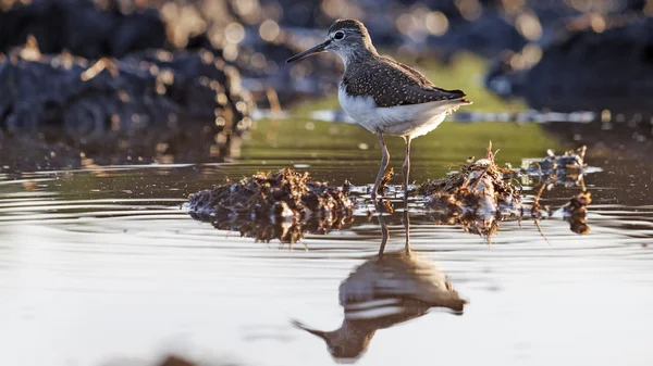 Reflektion i vatten — Stockfoto