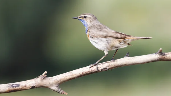 Blau — Stockfoto