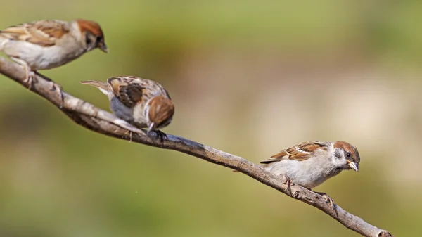 Trio — Stock Photo, Image