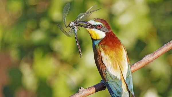 Blaue Libelle gegen Bienenfresser 2 — Stockfoto