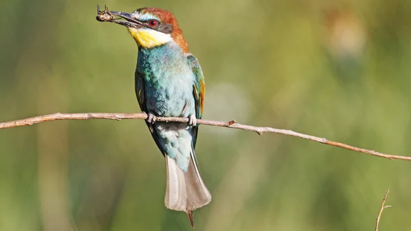 Fliege im Schnabel — Stockfoto