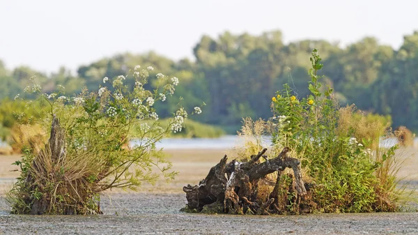 Bosque inundado — Foto de Stock