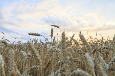 bir alanın buğday üzerinde güzel gündoğumu