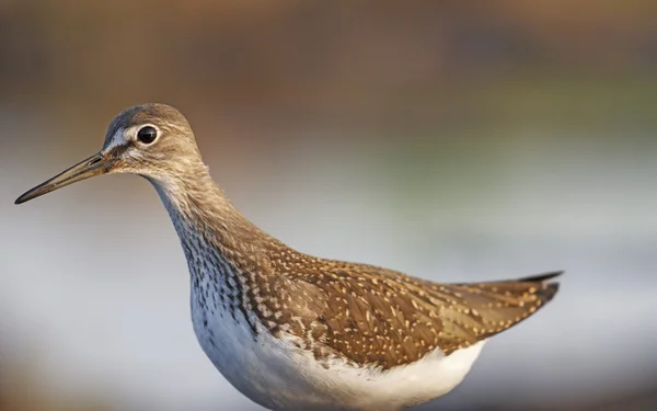 Портрет sandpiper — стокове фото