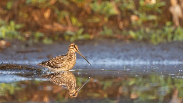 Snipe and water — Stock Photo, Image