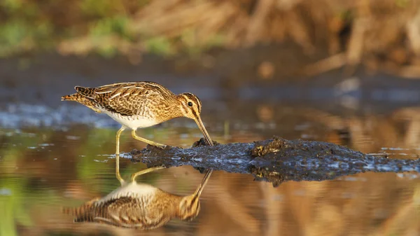 Snipe desayuno — Foto de Stock