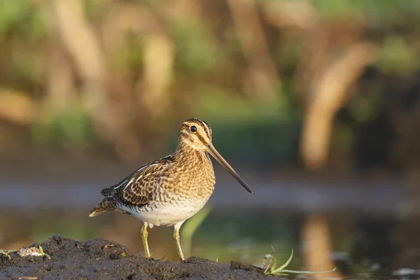 Snipe orgulhoso — Fotografia de Stock