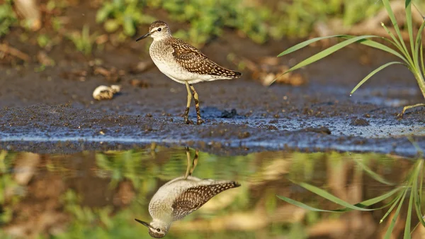 まだらの鳥 — ストック写真