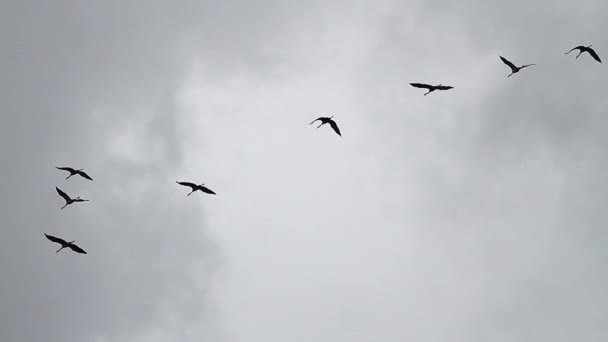 Grues à clé — Video