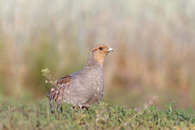 akşam yemeği keklik