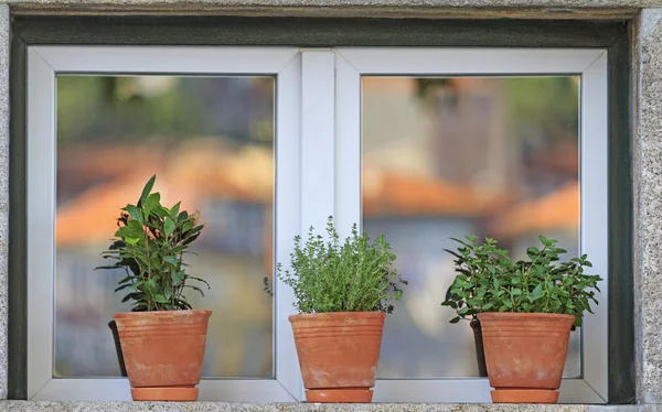 Window with flowerpots 1 — Stock Photo, Image