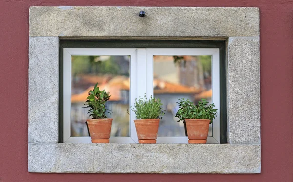 Window with flowerpots 2 — Stock Photo, Image