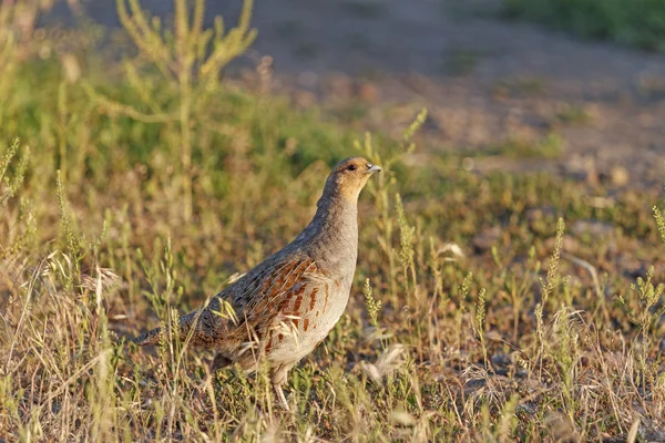 Perdiz en el lado 1 — Foto de Stock