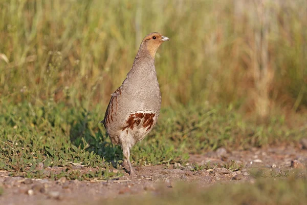 Dansare — Stockfoto