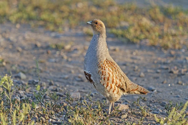 Partridge on the side 2 — Stock Photo, Image