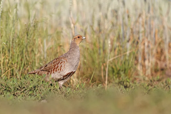 Grey partridge among the wheat field — Stock Photo, Image