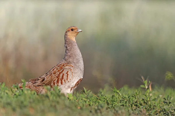 Partridge in interior — Stock Photo, Image