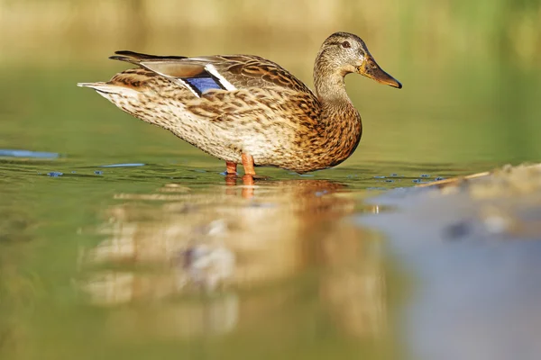 Cena al germano reale — Foto Stock