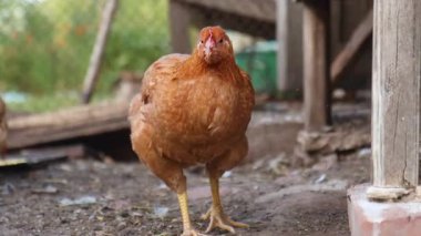 Çiftlikteki Kahverengi Pen Pecking Ground Sonra aniden ürktü ve kaçtı, hayvanlar