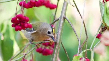 Goldcrest Regulus regulus 'un yakın çekiminde Parlak Kırmızı Böğürtlenli Kuş, hayvanlar