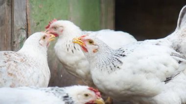 Genç Evcil Beyaz Tavukların Yakın Çekimi Tahta Kümes Duvarı 'nın Yanında, Hayvanlar