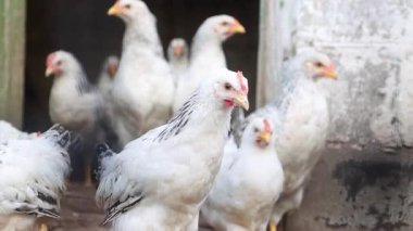 Çiftlik Kümesi Girişinde toplanan Meraklı Genç Beyaz ve Benekli Tavuklar,