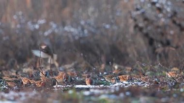 Hafif Karla beslenen Ağaç Serçesi Sürüsü Yolcu Montanus, hayvanlar