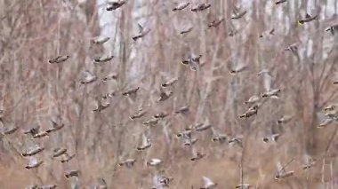 Büyük Bohem Kuş Sürüsü Bombycilla Garrulus Çıplak Kış Ağaçlarında Uçuyor, Hayvanlar