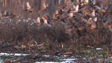Büyük Serçe Sürüsü Karlı Topraktan Yavaş Çekimde Uçuyor, Hayvanlar