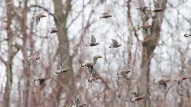 Sayısız Bohem Kanatlarının Yavaş Hareket Klipsi Çıplak Ağaca Karşı Uçuyor, Hayvanlar