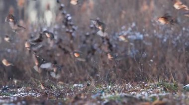 Serçelerin Yavaş Çekimi Kışın Karlı Topraklara İniş ve Yemek Çekimi, Hayvanlar