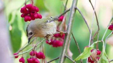 Küçük Goldcrest Kuşu Regulus Regulus Etrafa Bakar ve Kırmızı Meyvelerle Daldan Uçar, Hayvanlar