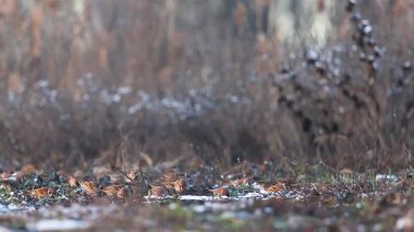 Ürkmüş Serçe Sürüsü Karla Kaplanmış Arazi 'den Aniden Uçuyor, Yavaş Hareket, Hayvanlar