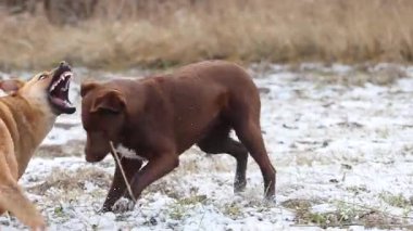 İki Enerjik Köpek Karlı Arazide Oynuyor ve Etkileşiyor, Hayvanlar