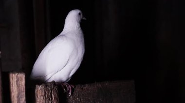 Beyaz Ev Güvercini Karanlık Oda 'da Ahşap kirişe tünemiş Etrafa Bakınıyor, Hayvanlar