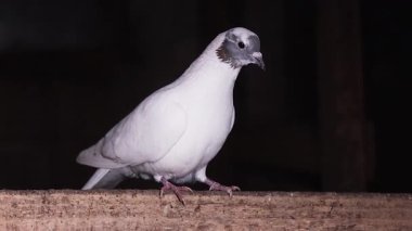Siyah Kafalı Beyaz Evcil Güvercin İstatiksel olarak Siyah Arkaplan 'a Karşı, Hayvanlar