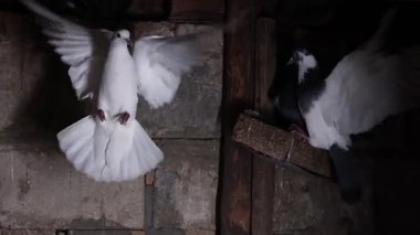 Beyaz Güvercin Kanat çırparken Karanlık Oda Ayarları, Yavaş Hareket ve Hayvanlara Yerleşmeye Çalışıyor