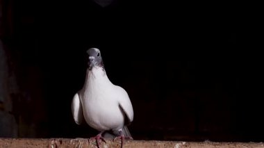 Siyah Kafalı Beyaz Güvercin Kanat çırpıyor ve Yavaş Çekimde Uçuyor, Siyah Arkaplan, Hayvanlar