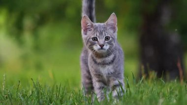 Küçük gri bir tekir kedi yavrusu yeşil çimenlerin arasında dikkatle yürüyor ve baharda dikkatle bir ağaca bakıyor.