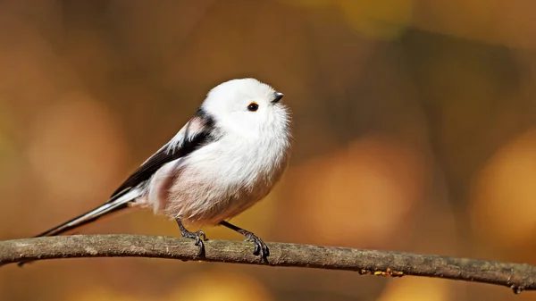 Coda lunga tetta in autunno sfondo — Foto Stock