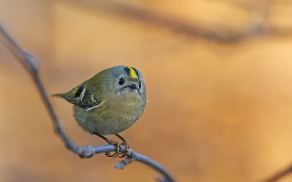 Ο Βασιλίσκος των Goldcrest/φθινόπωρο/ο Βασιλίσκος — Φωτογραφία Αρχείου