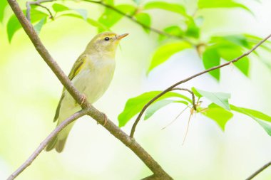 Wood Warbler Phylloscopus sibilatrix parlak yeşil arka planlı bir dal üzerine tünemiş. Yoldan geçen küçük kuş, vahşi yaşam