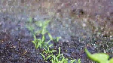 Bereketli topraklarda genç yeşil fideleri sulamak. Tarım ve bahçe bakımı konsepti, 2026 ilkbaharında.