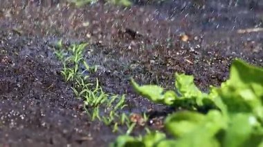 Bereketli topraklarda genç yeşil fideleri sulamak. Tarım ve bahçe bakımı, 2026 ilkbaharında.