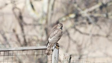 Vahşi yırtıcı kuş heybetli bir şekilde ahşap bir çit direğine tünemiş etrafa bakıyor, 2026 ilkbaharında.
