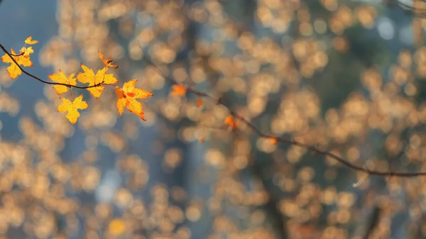 Ağaç kapak yaprakları ile — Stok fotoğraf