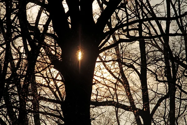 Backlit black oak tree — Stock Photo, Image